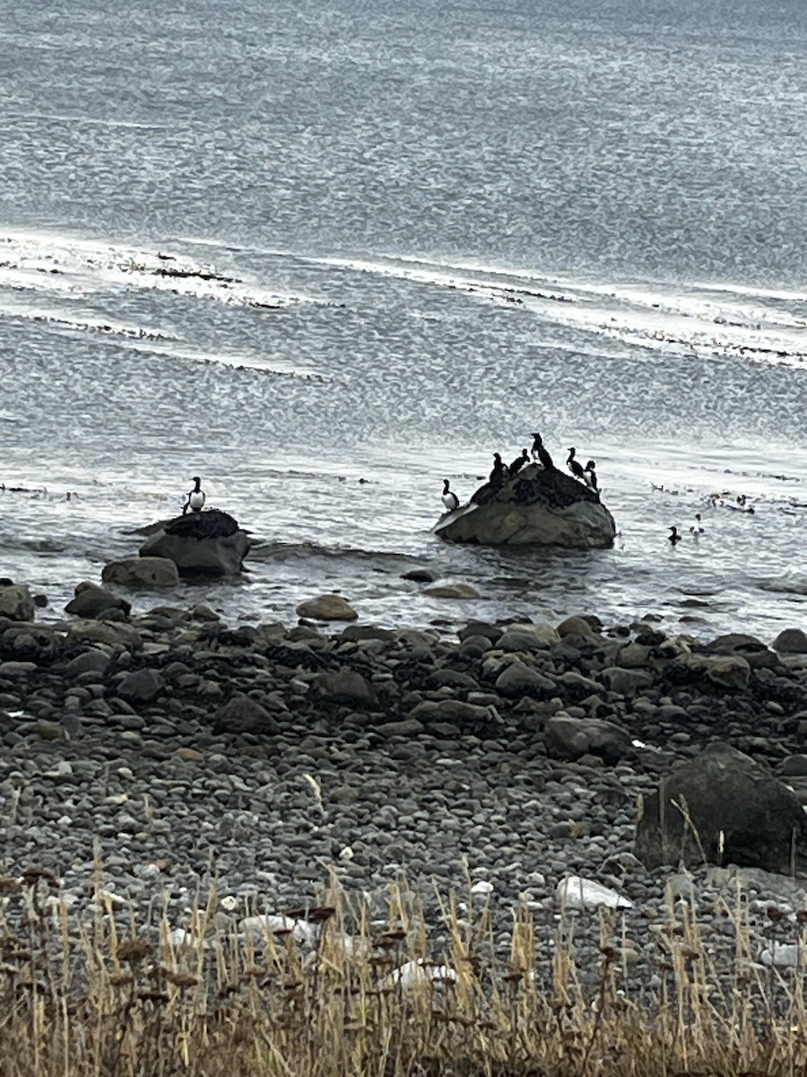 Magellanic Cormorant - ML635105904