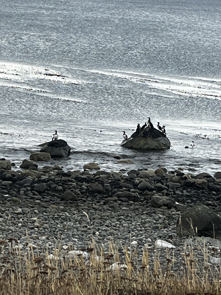 Magellanic Cormorant - ML635105905