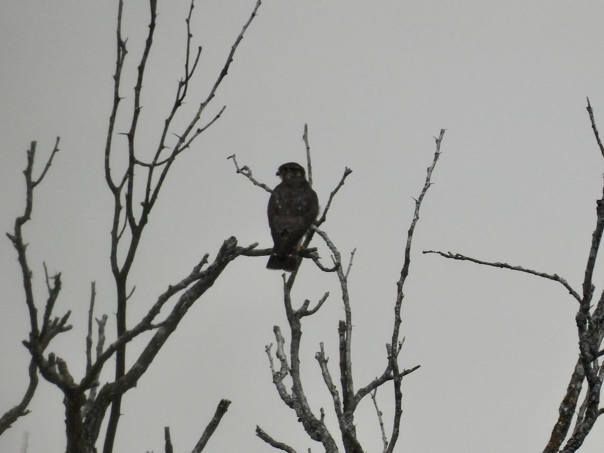 Faucon émerillon (columbarius) - ML635105924