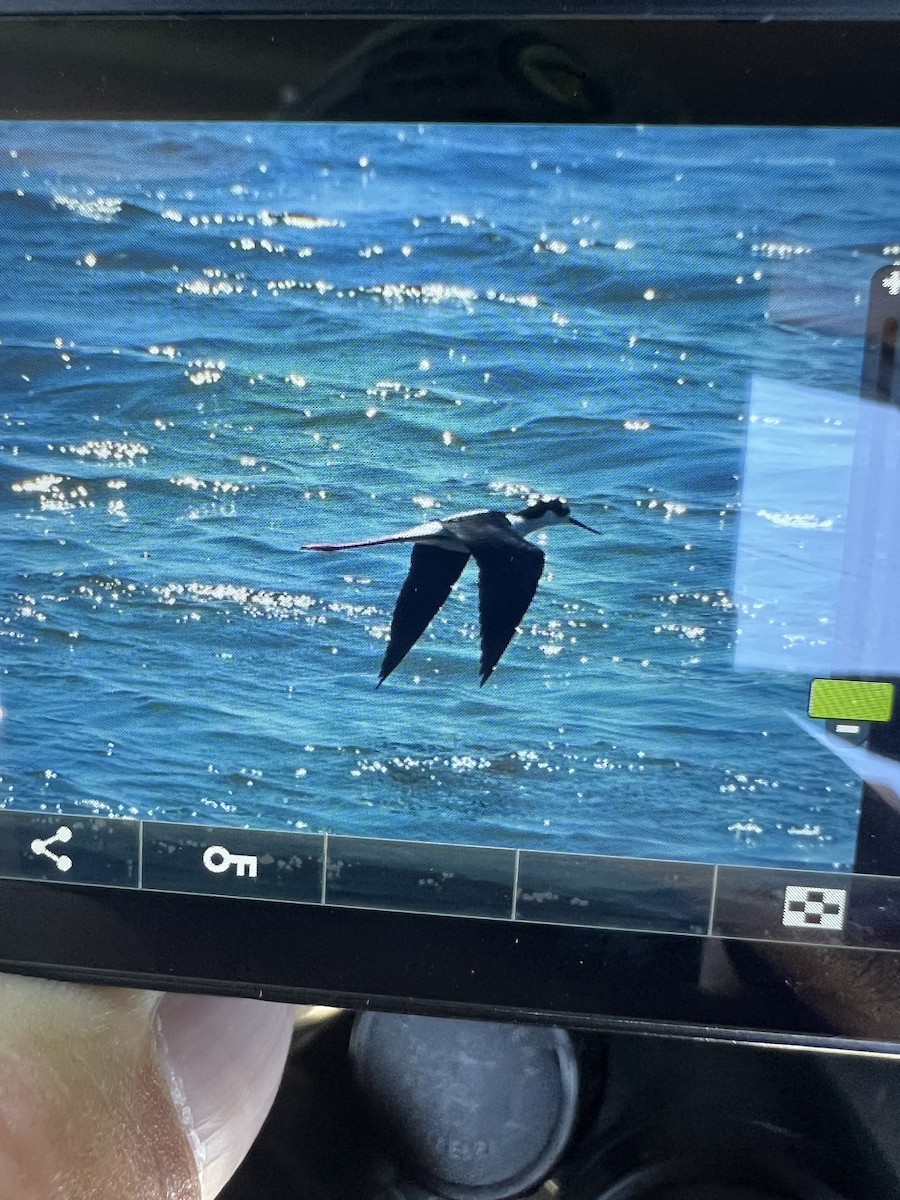 pisila černokrká (ssp. mexicanus) - ML635106025