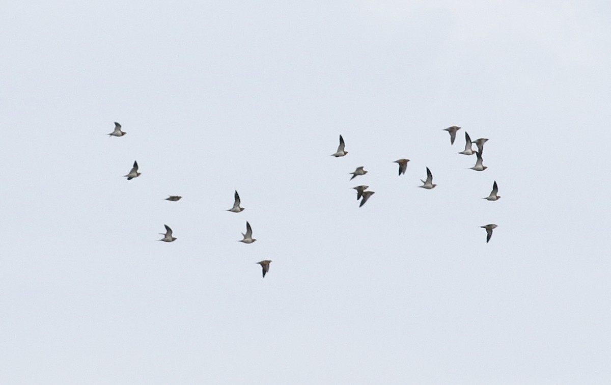 Pin-tailed Sandgrouse - ML635106084