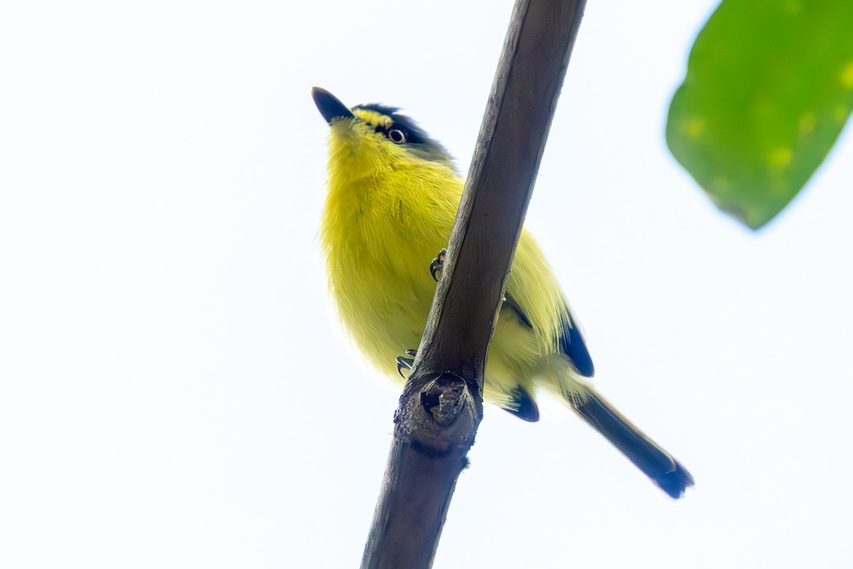 Gray-headed Tody-Flycatcher - ML635106135