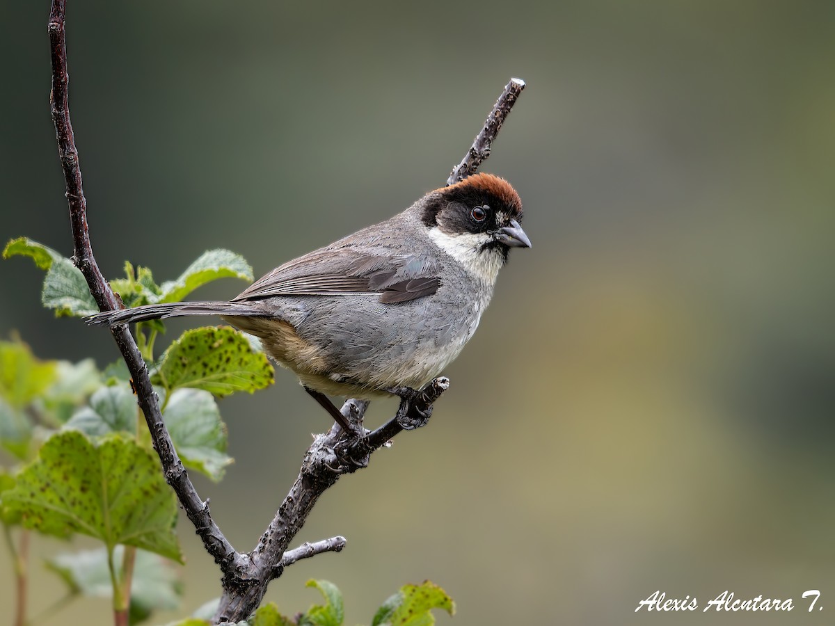 Bay-crowned Brushfinch - ML635106193