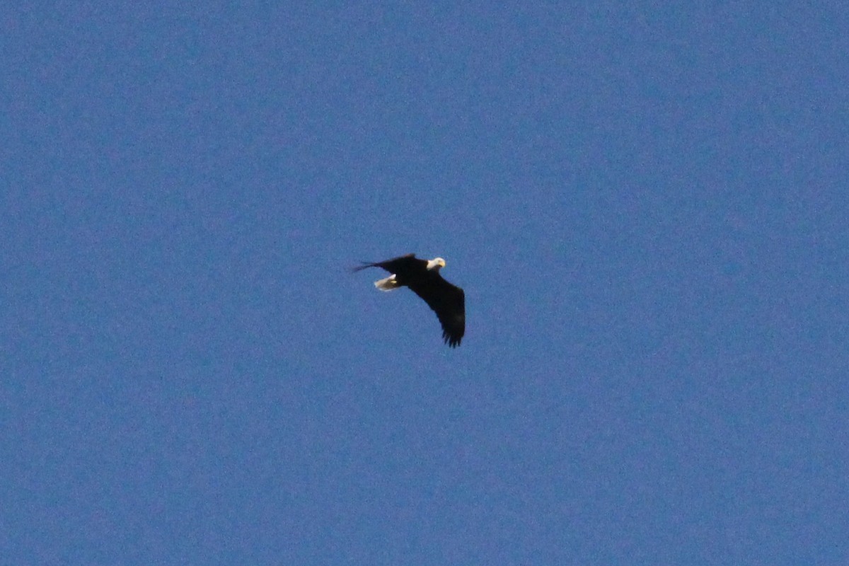 Bald Eagle - ML635106301