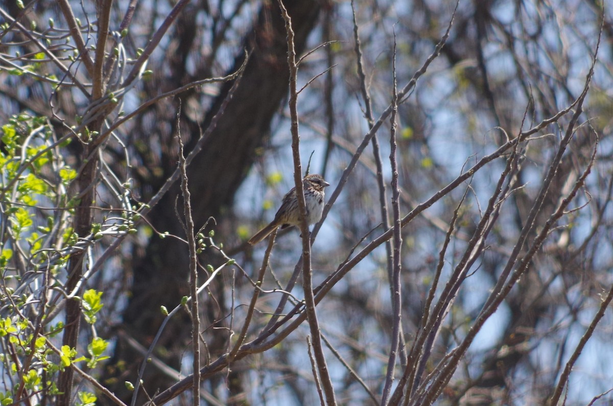 Song Sparrow - ML635106340