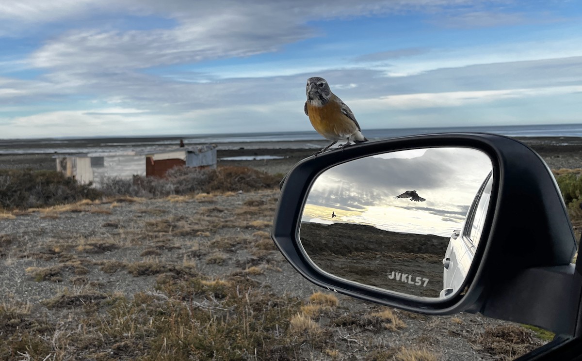 Gray-hooded Sierra Finch (gayi/caniceps) - ML635106388