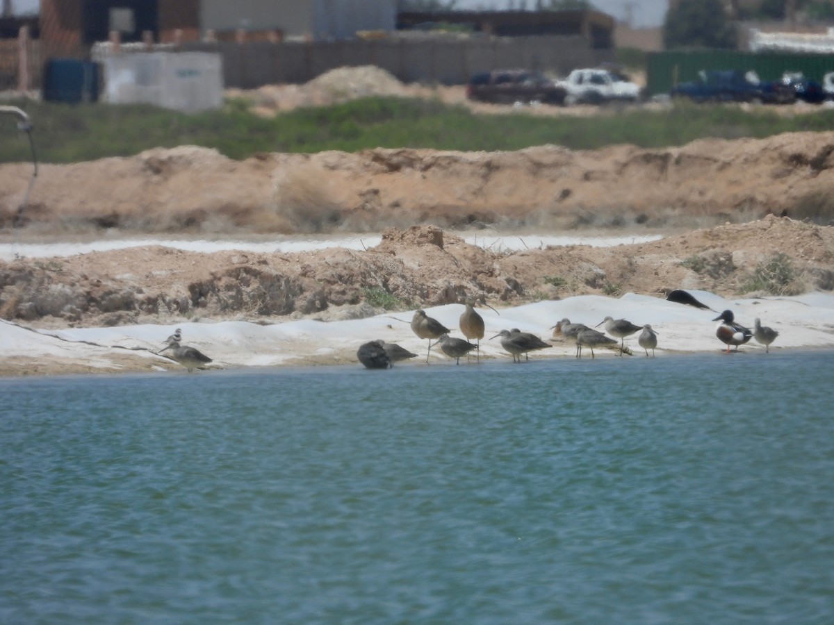 Long-billed Curlew - ML635106406
