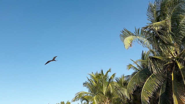 Magnificent Frigatebird - ML635106488