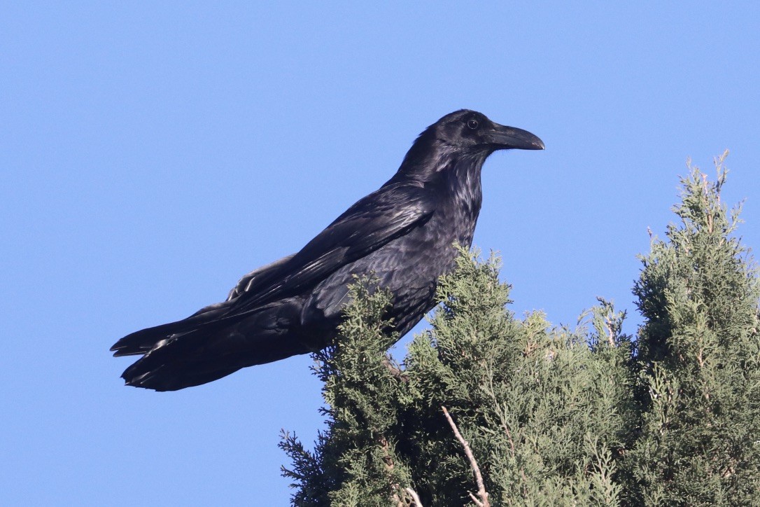 Common Raven - ML635106514