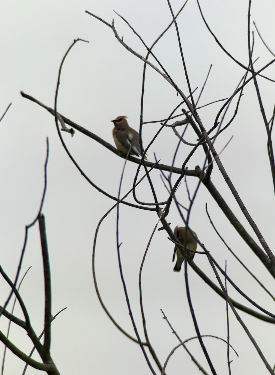 Cedar Waxwing - ML635106515