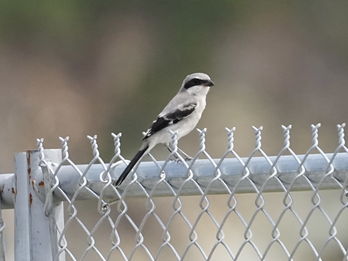 Loggerhead Shrike - ML635106525