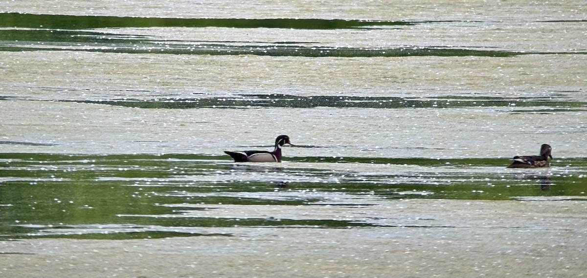 Wood Duck - ML635106626