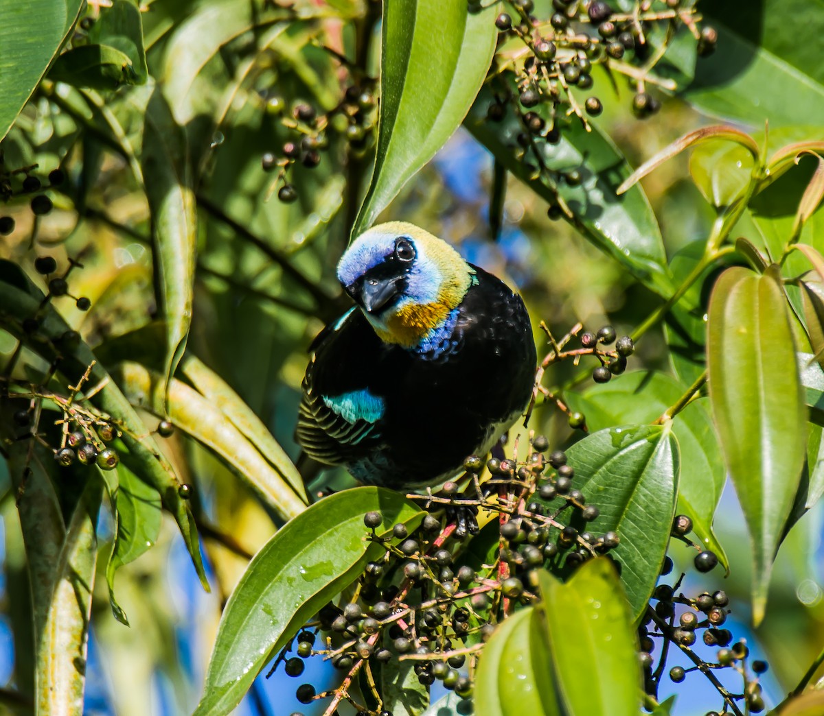Golden-hooded Tanager - ML635106688