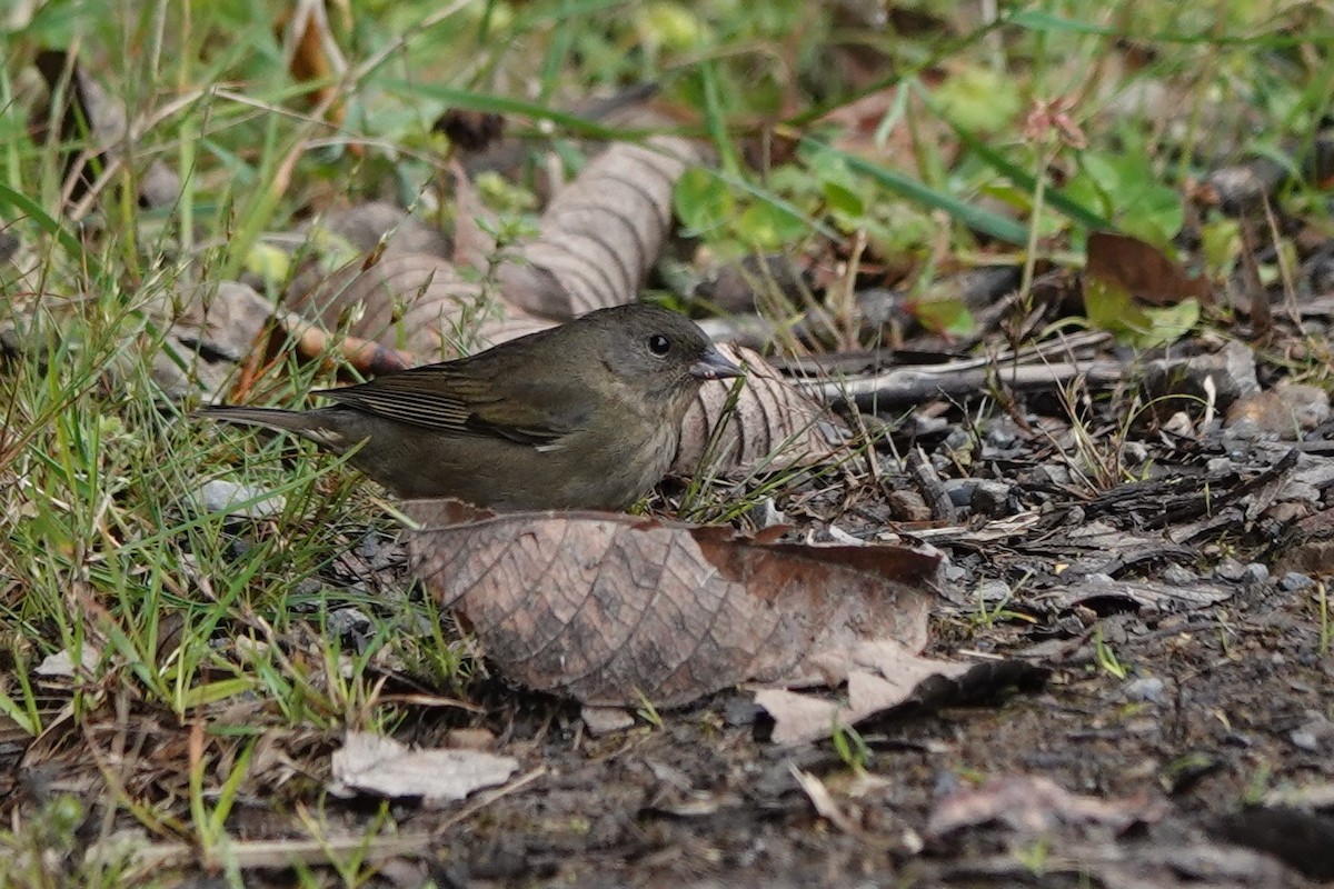 Slaty Finch - ML635106773