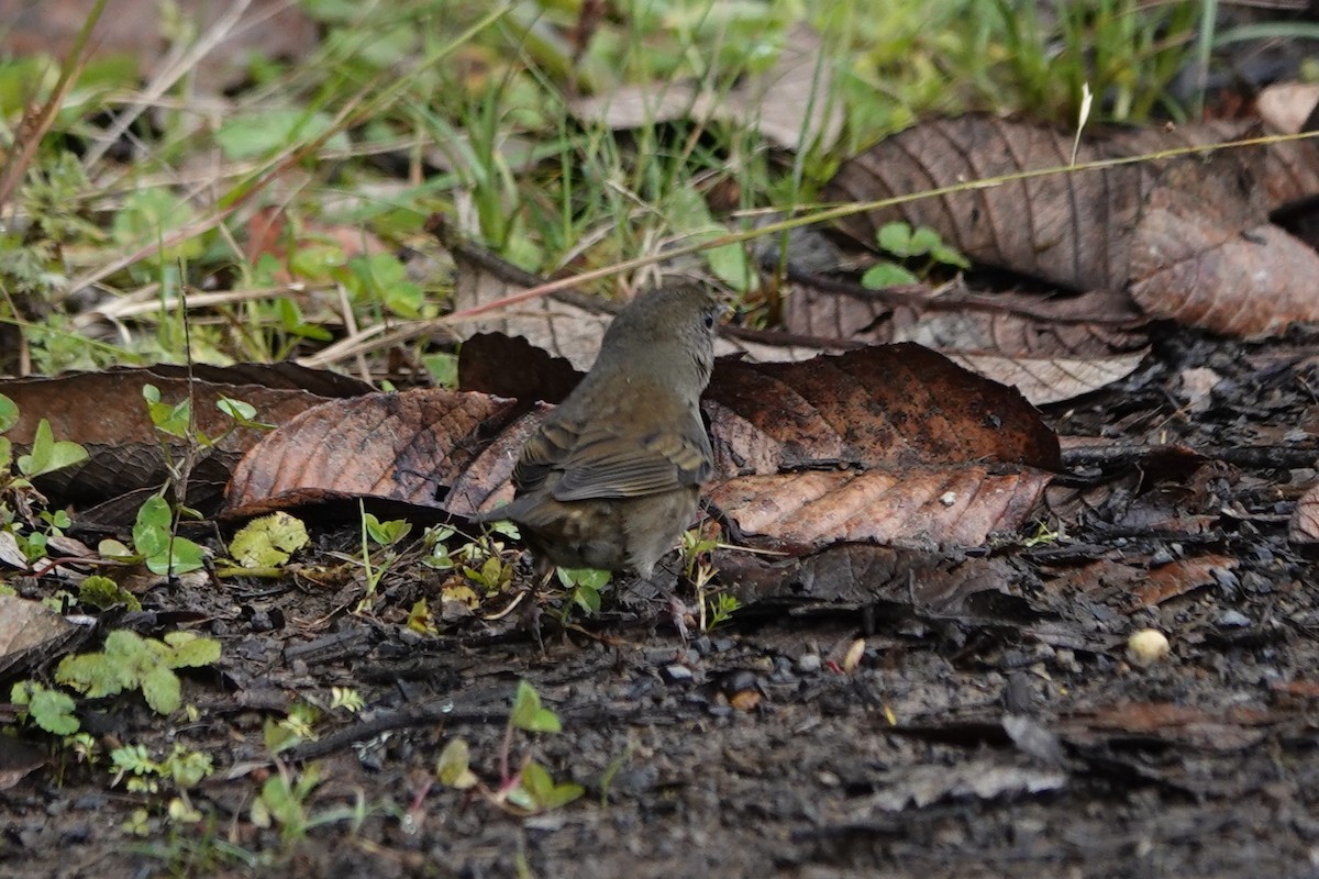 Slaty Finch - ML635106786
