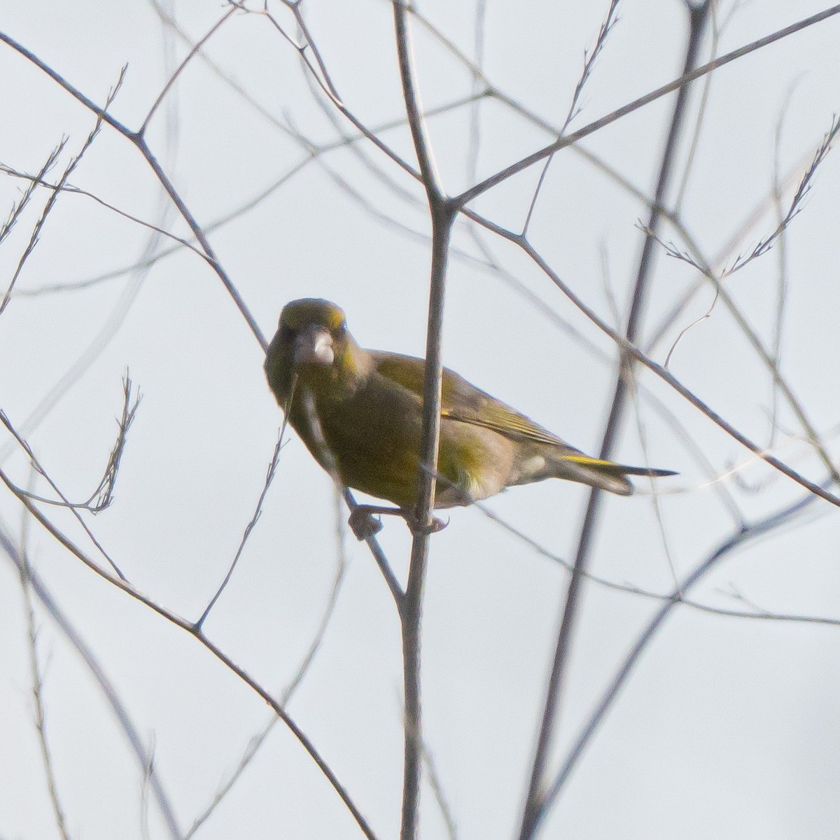 European Greenfinch - ML635106917