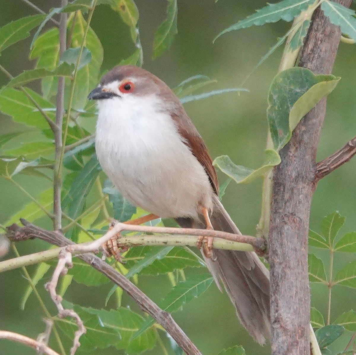 Yellow-eyed Babbler - ML635107122