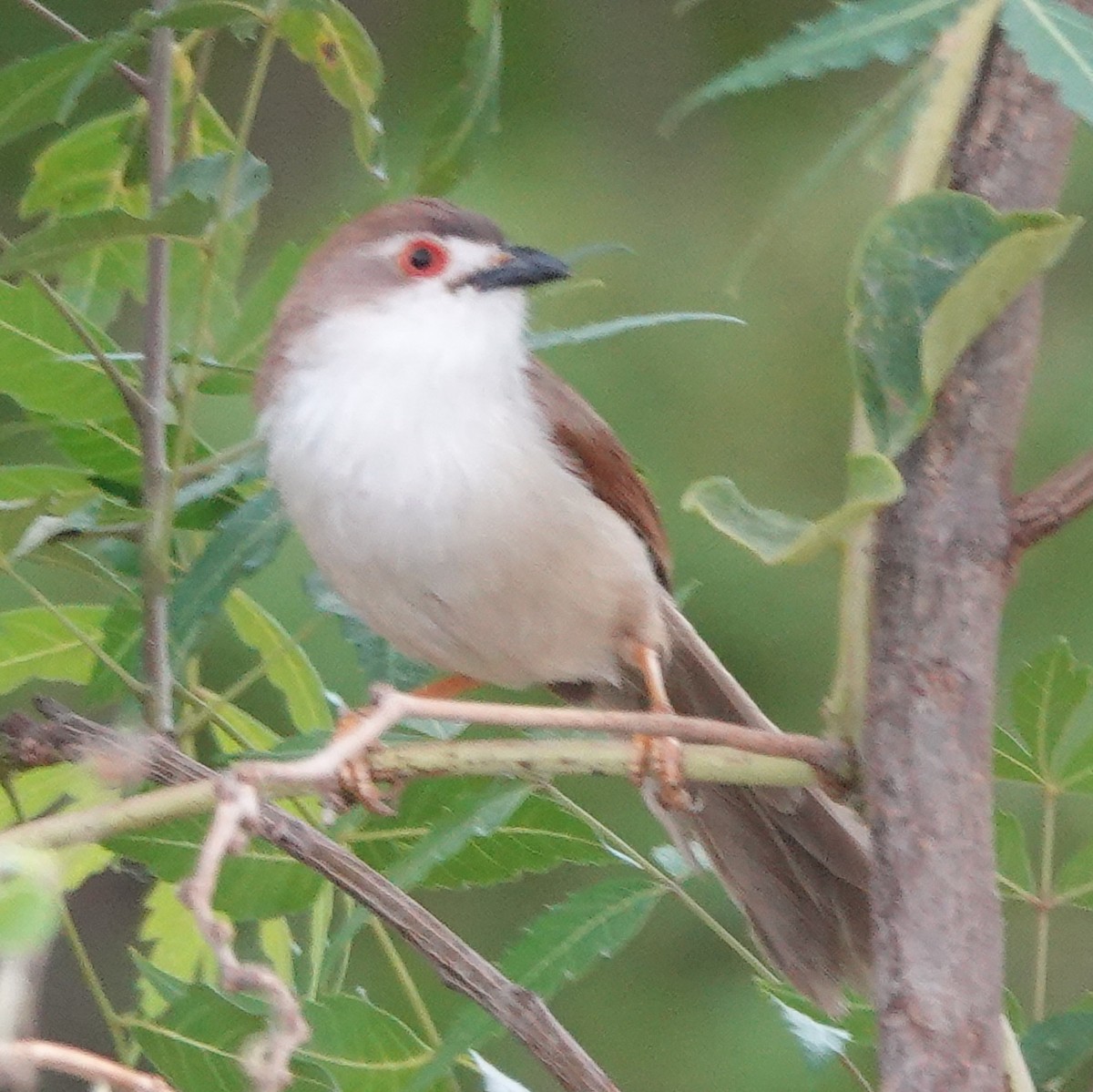 Yellow-eyed Babbler - ML635107123