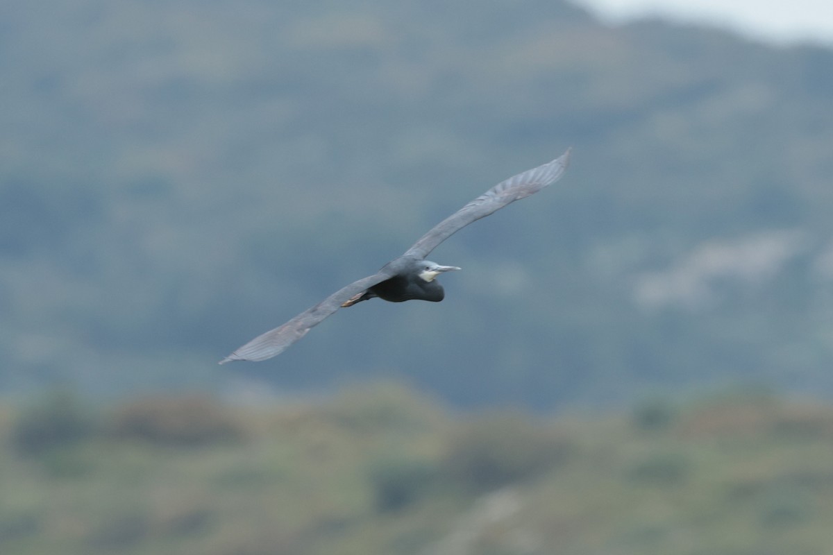 Western Reef-Heron - ML635107172