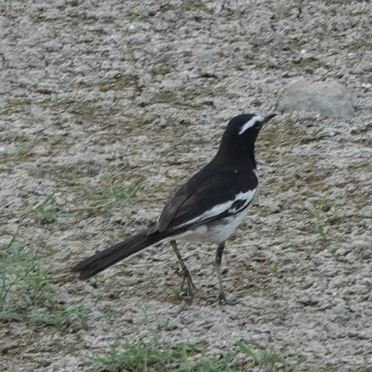 White-browed Wagtail - ML635107221