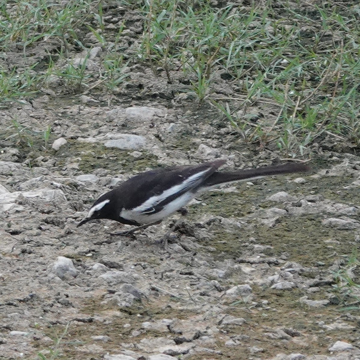 White-browed Wagtail - ML635107222