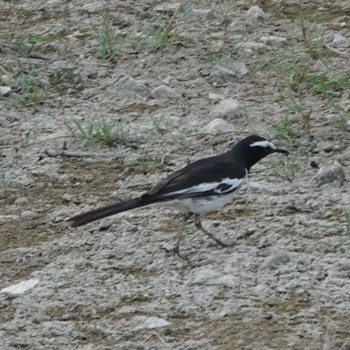White-browed Wagtail - ML635107224
