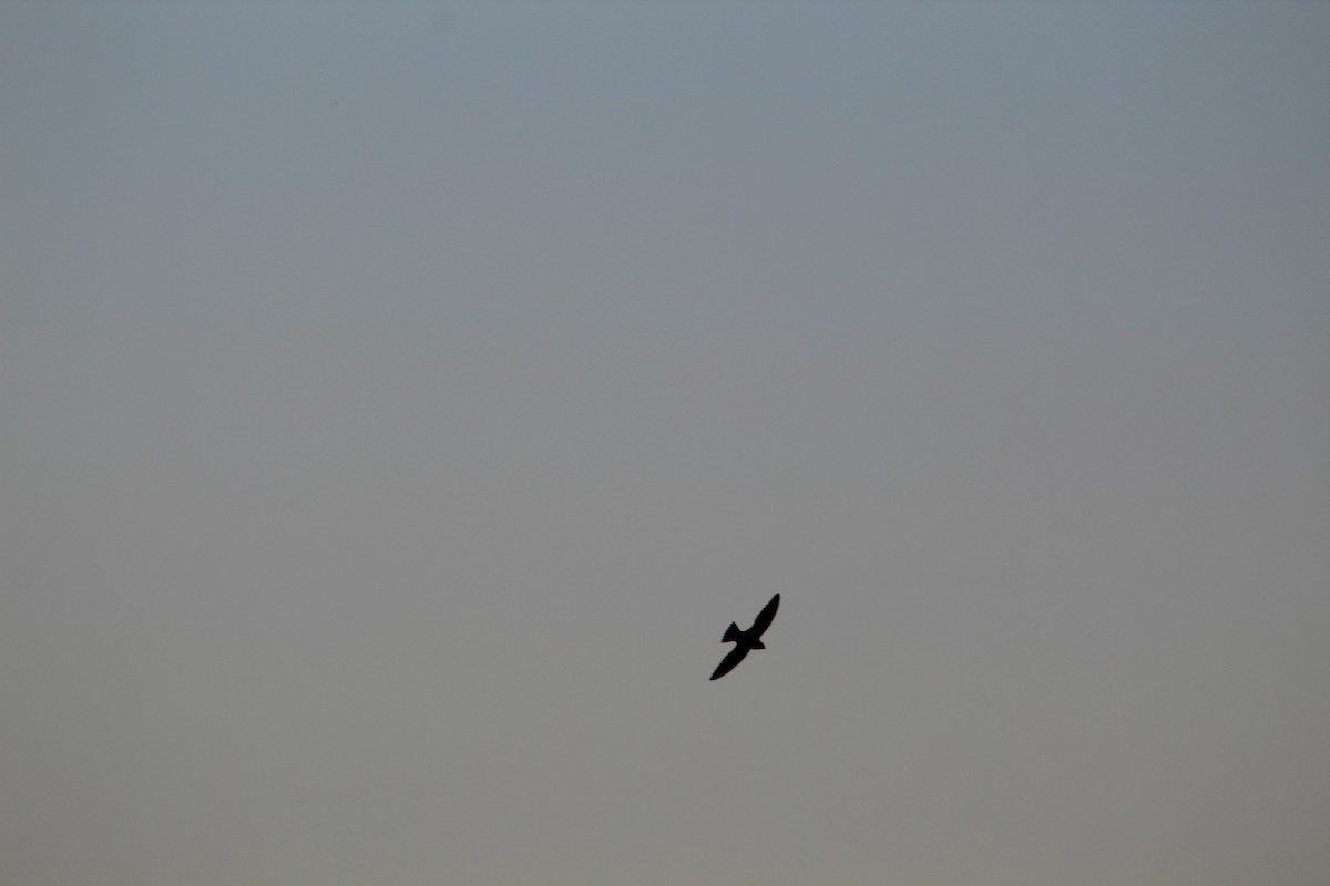 White-collared Swift - ML635107231