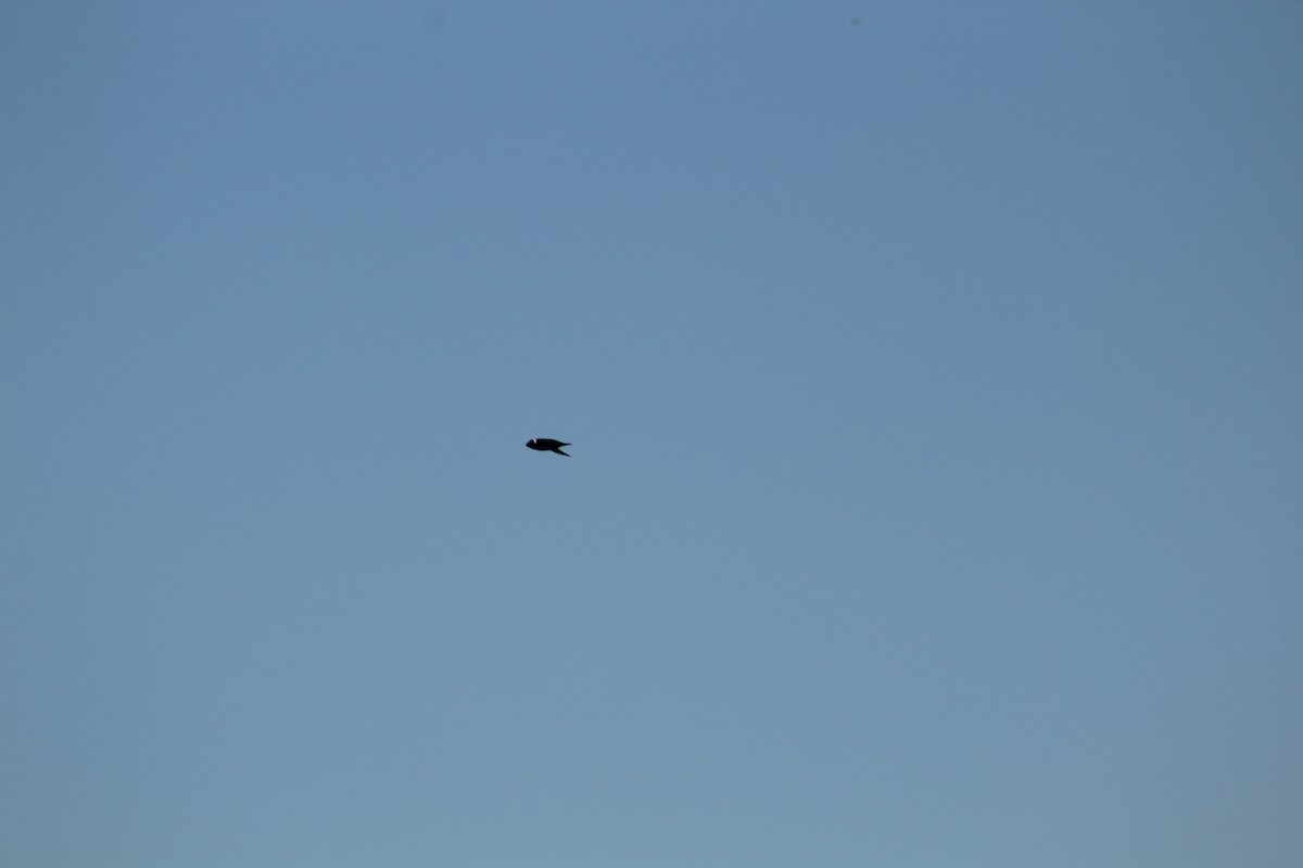 White-collared Swift - ML635107233