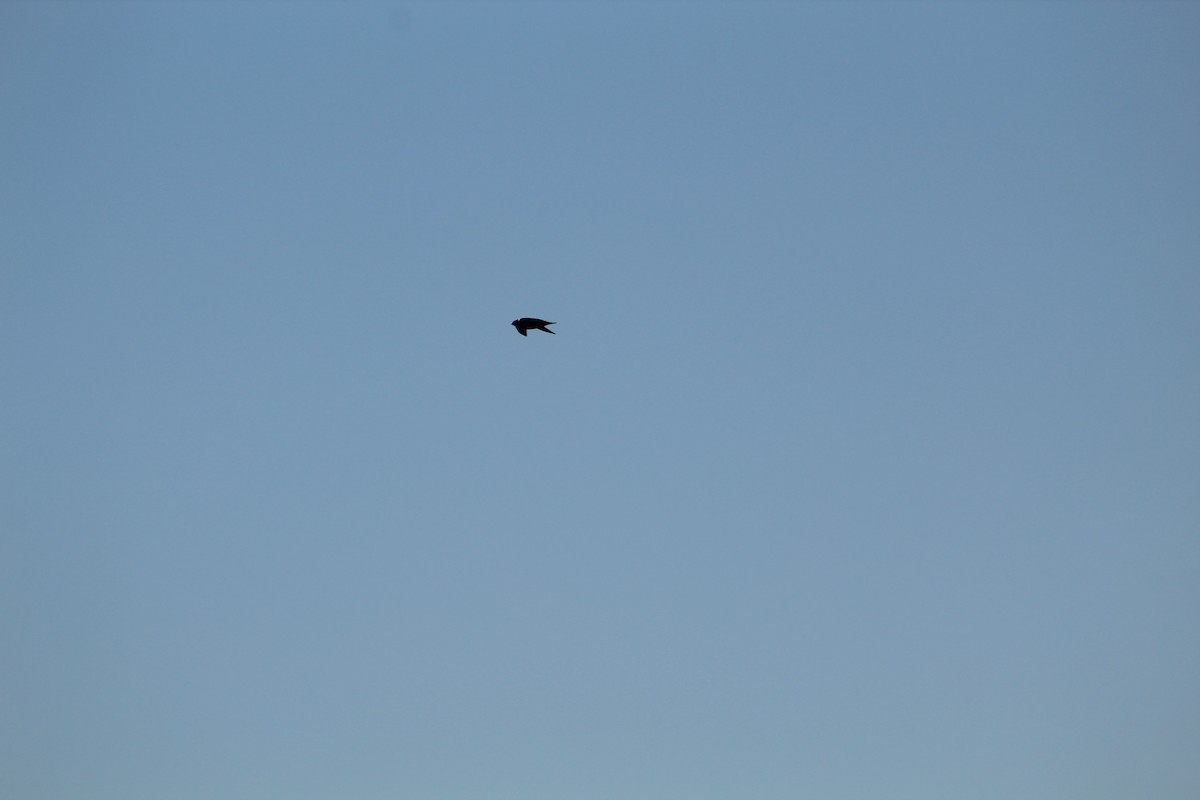 White-collared Swift - ML635107234