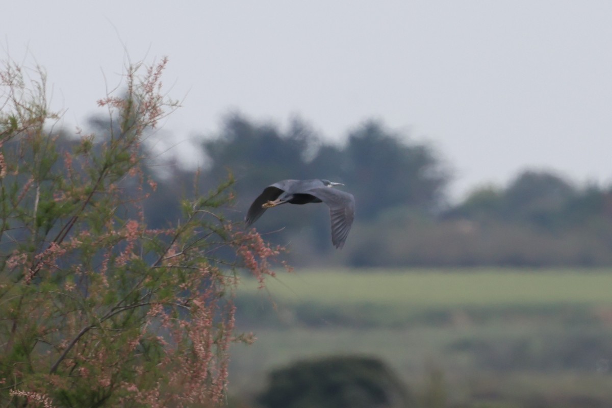 Western Reef-Heron - ML635107306