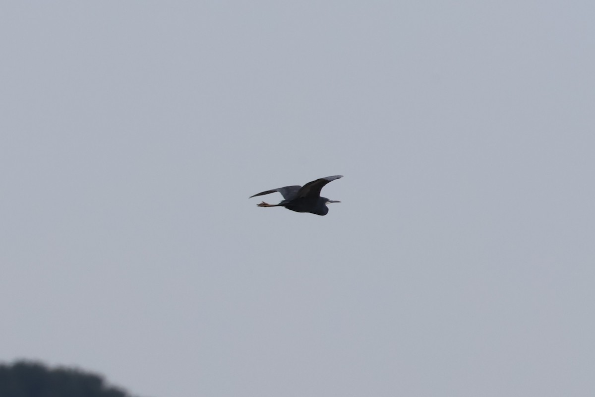 Western Reef-Heron - ML635107307