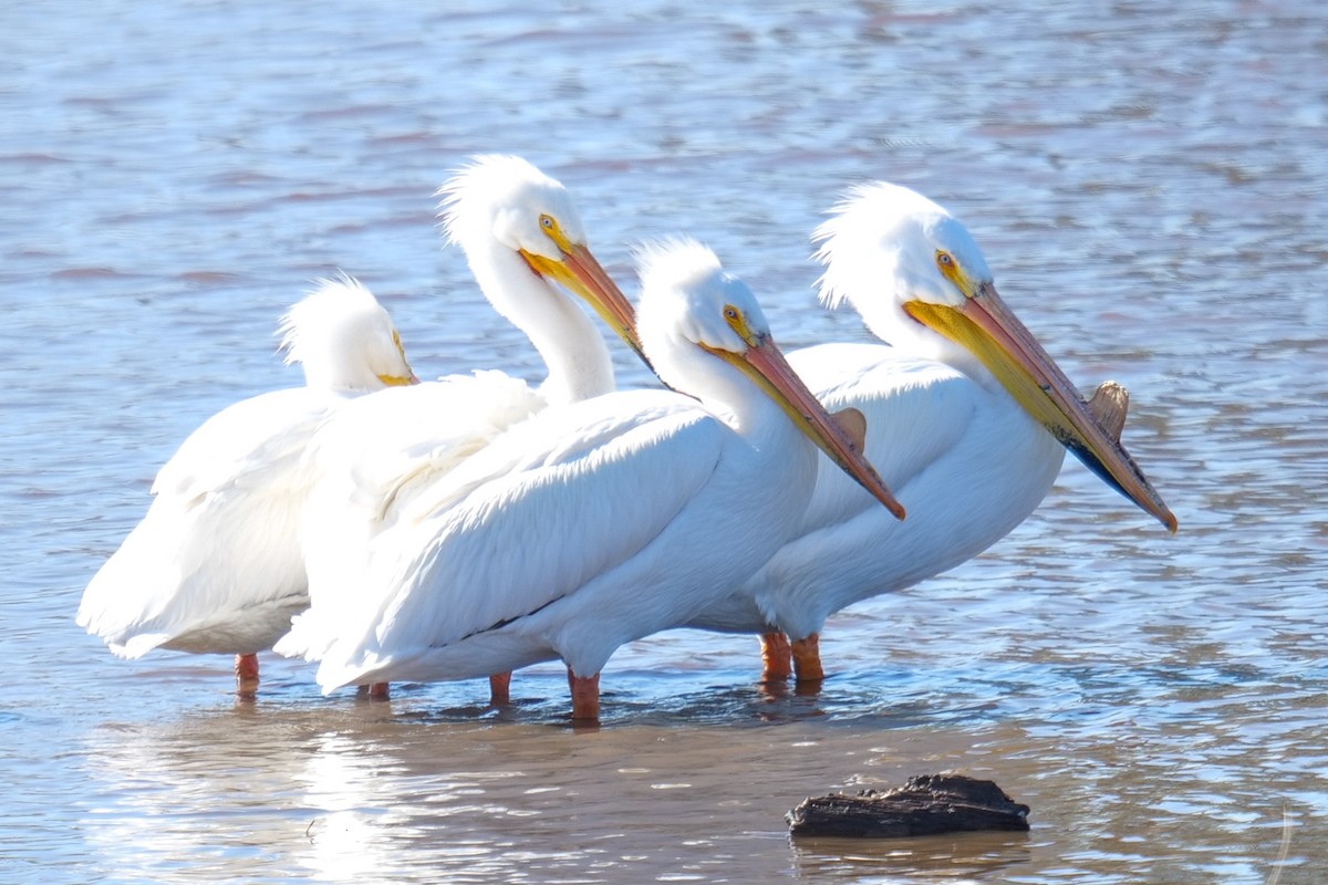 American White Pelican - ML635107353