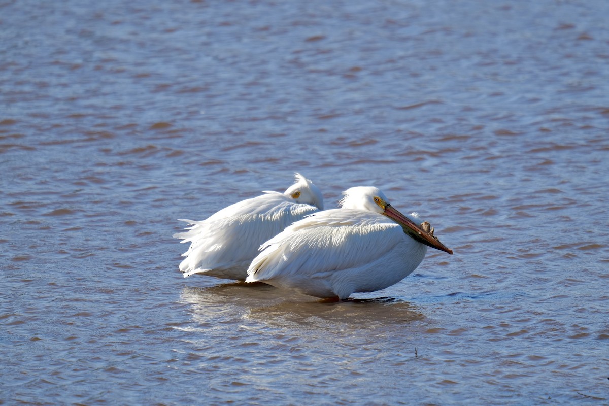 American White Pelican - ML635107355