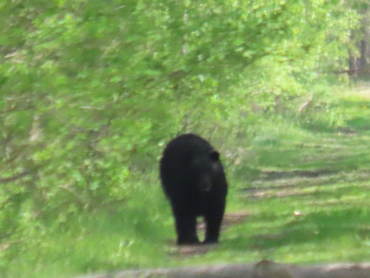 Eastern Black Bear - ML635107388