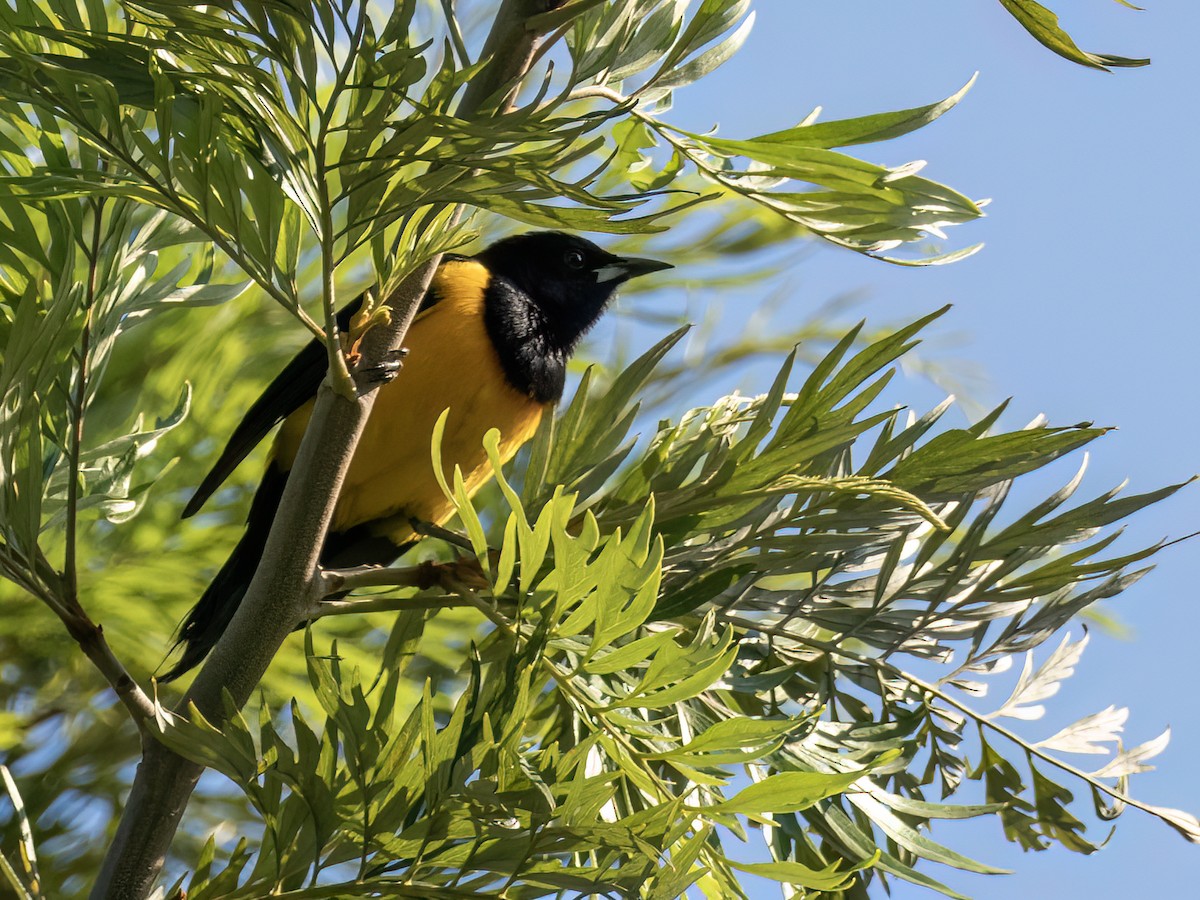 Black-vented Oriole - ML635107579