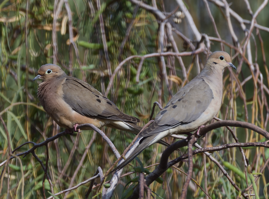 Mourning Dove - ML635107594