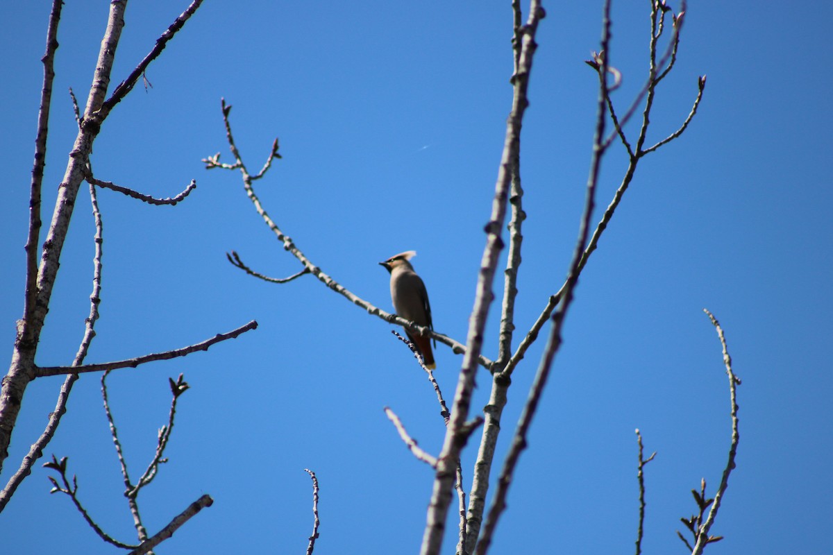 Bohemian/Cedar Waxwing - ML635107607