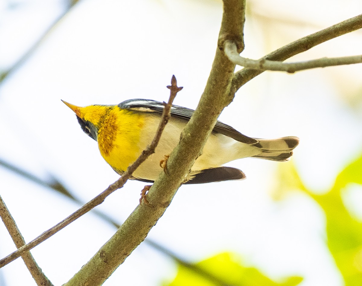 Northern Parula - ML635107649