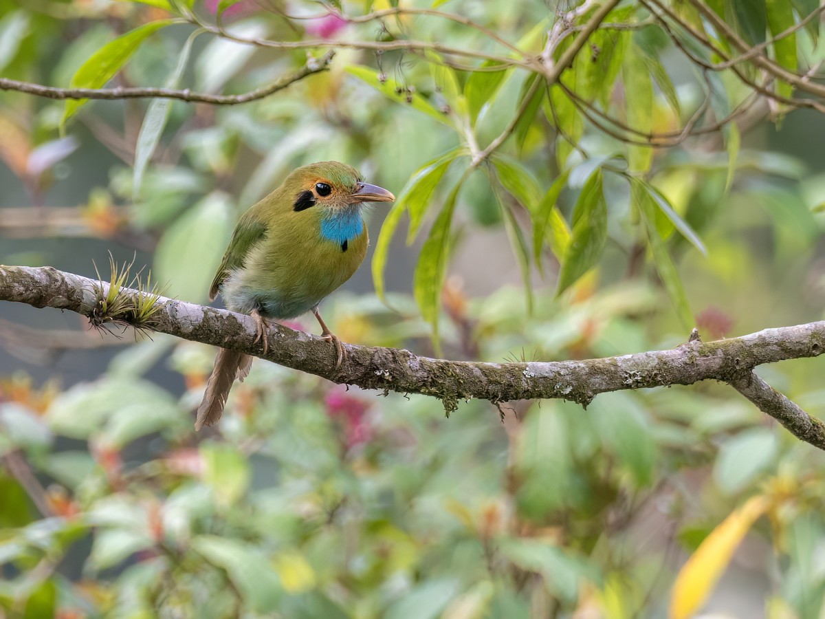 Blaukehlmotmot - ML635107988