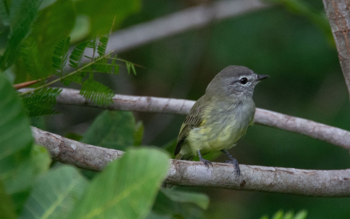 Lesser Greenlet - ML635108065