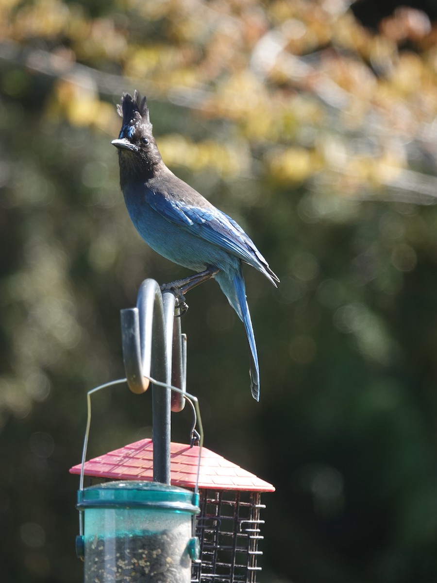Steller's Jay - ML635108078