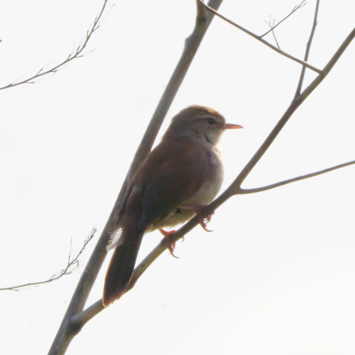 Cetti's Warbler - ML635108170