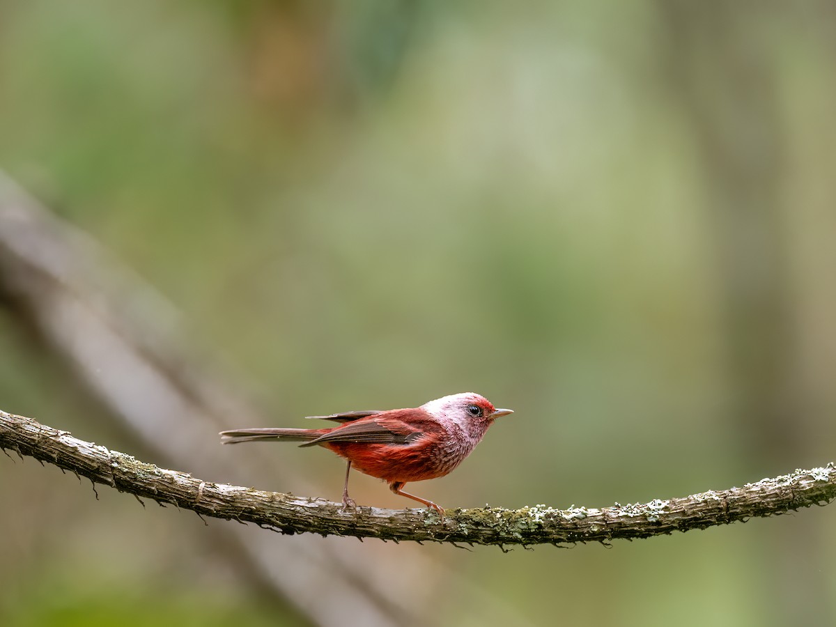 rosenparula - ML635108224