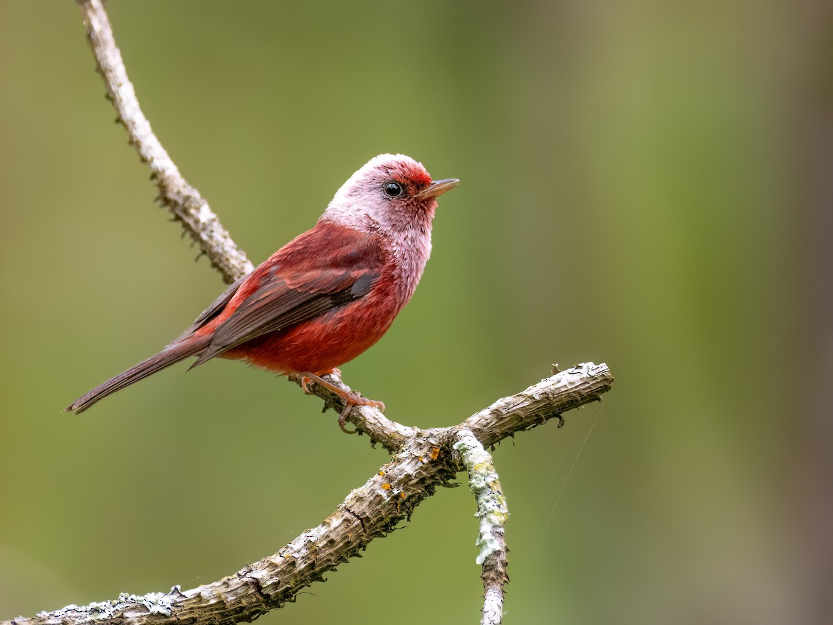 rosenparula - ML635108225