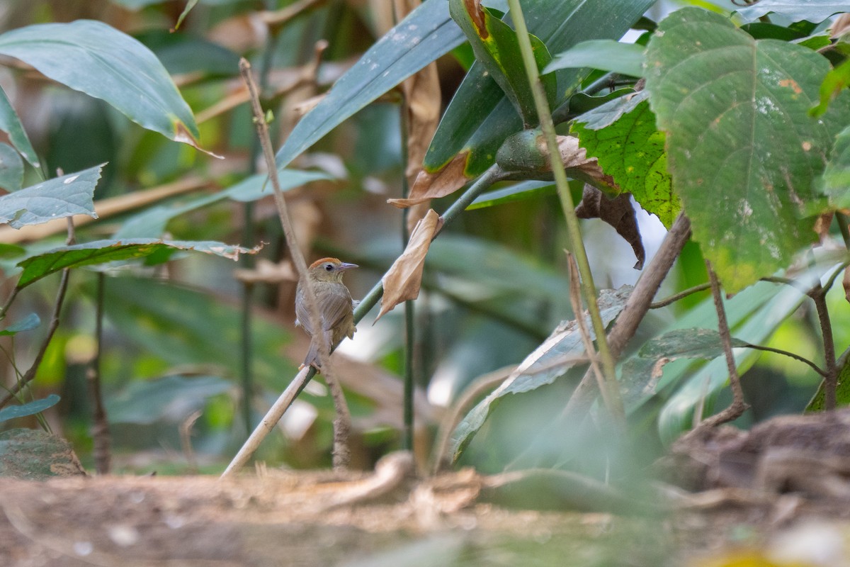 Rufous-fronted Babbler (Buff-chested) - ML635108319