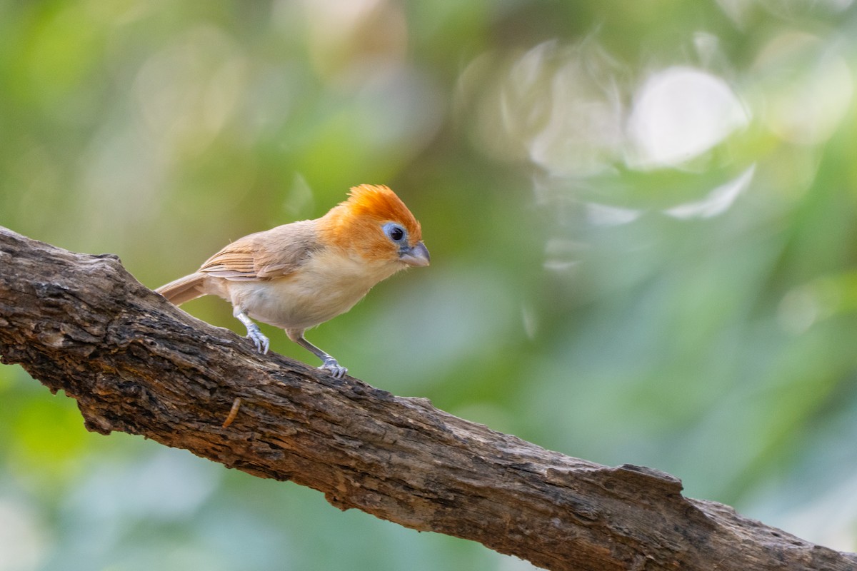 Rufous-headed Parrotbill - ML635108400