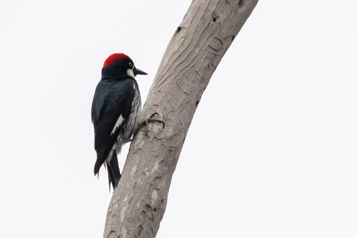 Acorn Woodpecker - ML635108459