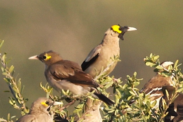 Wattled Starling - ML635108544