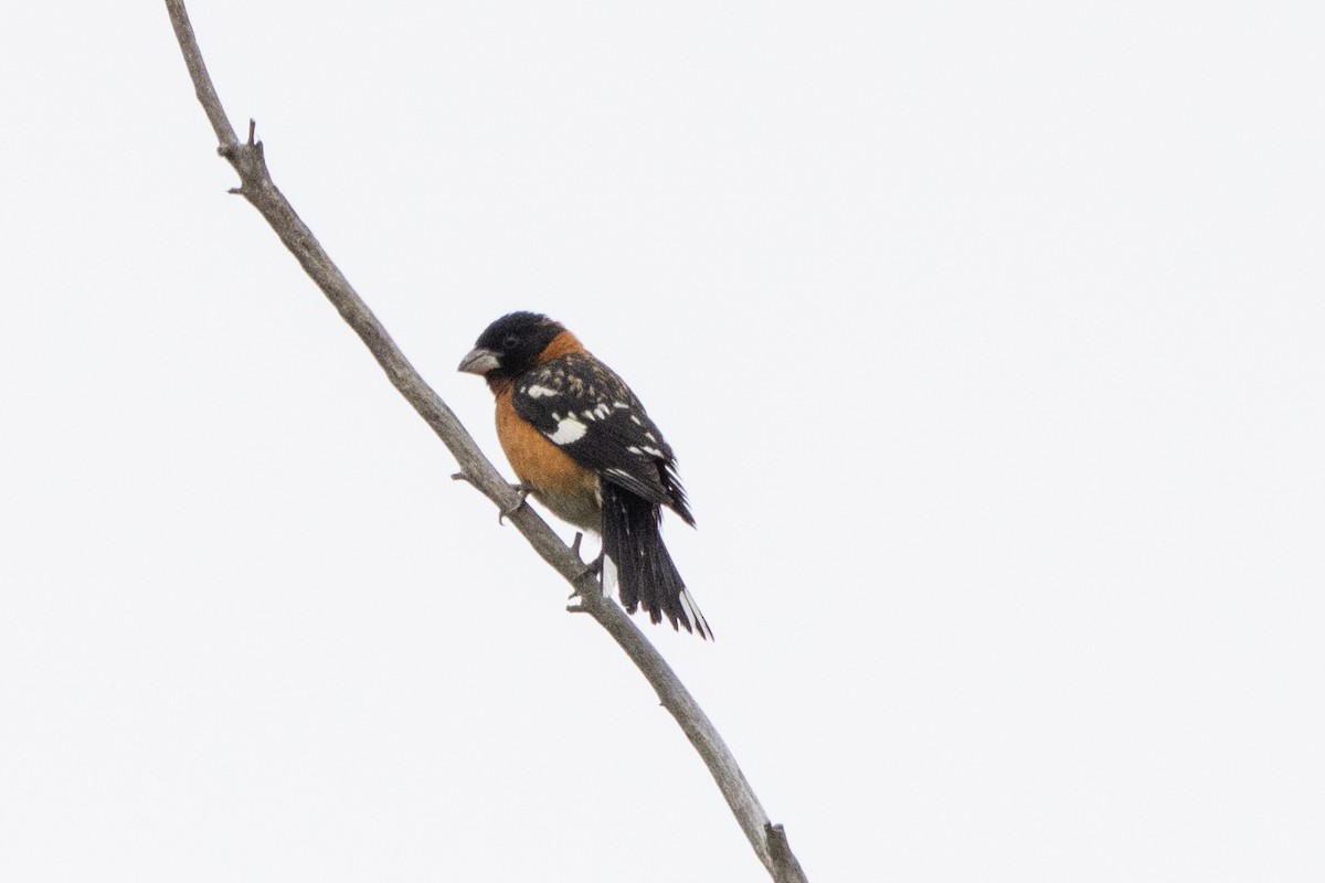 Black-headed Grosbeak - ML635108558