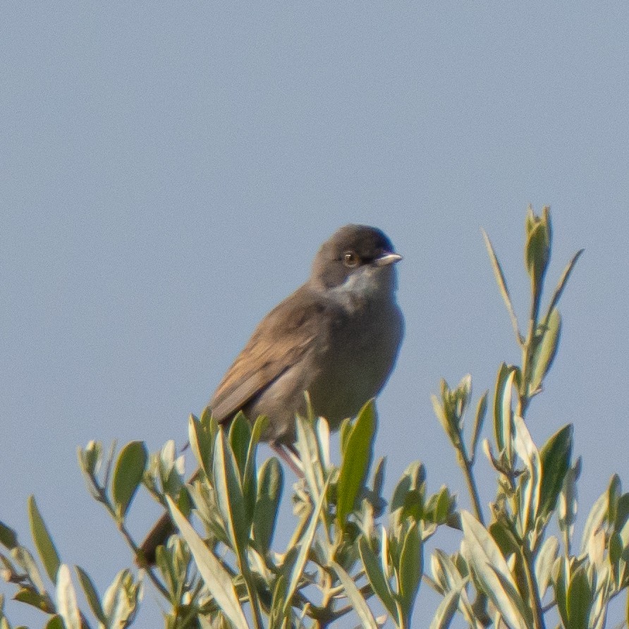Greater Whitethroat - ML635108697